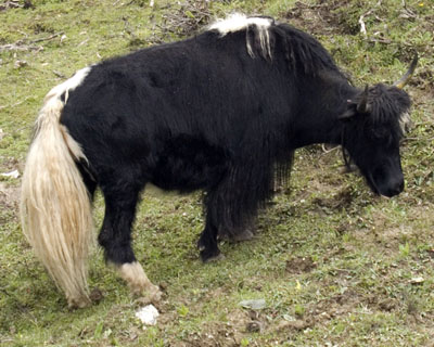 Imperial Trim lineback yak cow in Tibet